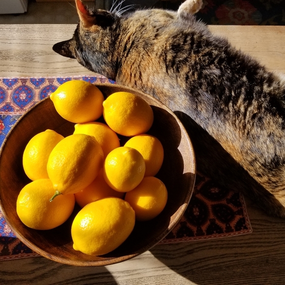 Meet your Posher, Serena - Picture 4 of 6